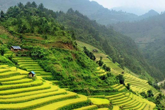 Die Landschaft um die Stadt Sapa herum ist von üppigen, grünen Reisterrassen geprägt.