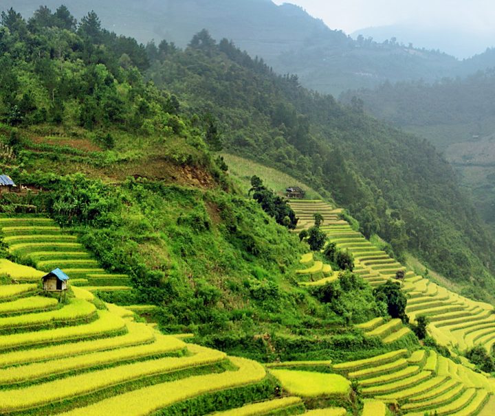 Die Landschaft um die Stadt Sapa herum ist von üppigen, grünen Reisterrassen geprägt.