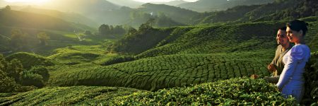 Die Cameron Highlands sind sowohl für Touristen als auch für Einheimische ein beliebtes Ziel für Kurzreisen.