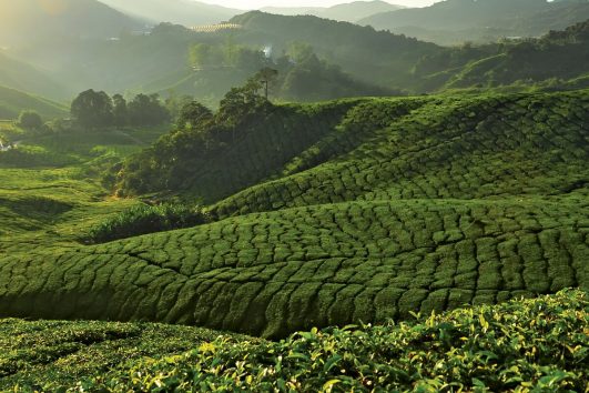 Die Cameron Highlands sind sowohl für Touristen als auch für Einheimische ein beliebtes Ziel für Kurzreisen.