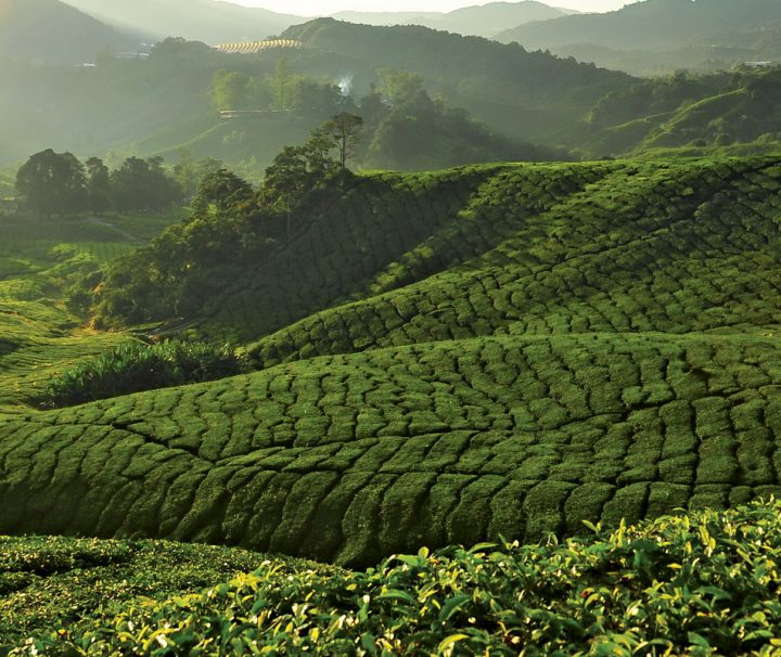 Die Cameron Highlands sind sowohl für Touristen als auch für Einheimische ein beliebtes Ziel für Kurzreisen.