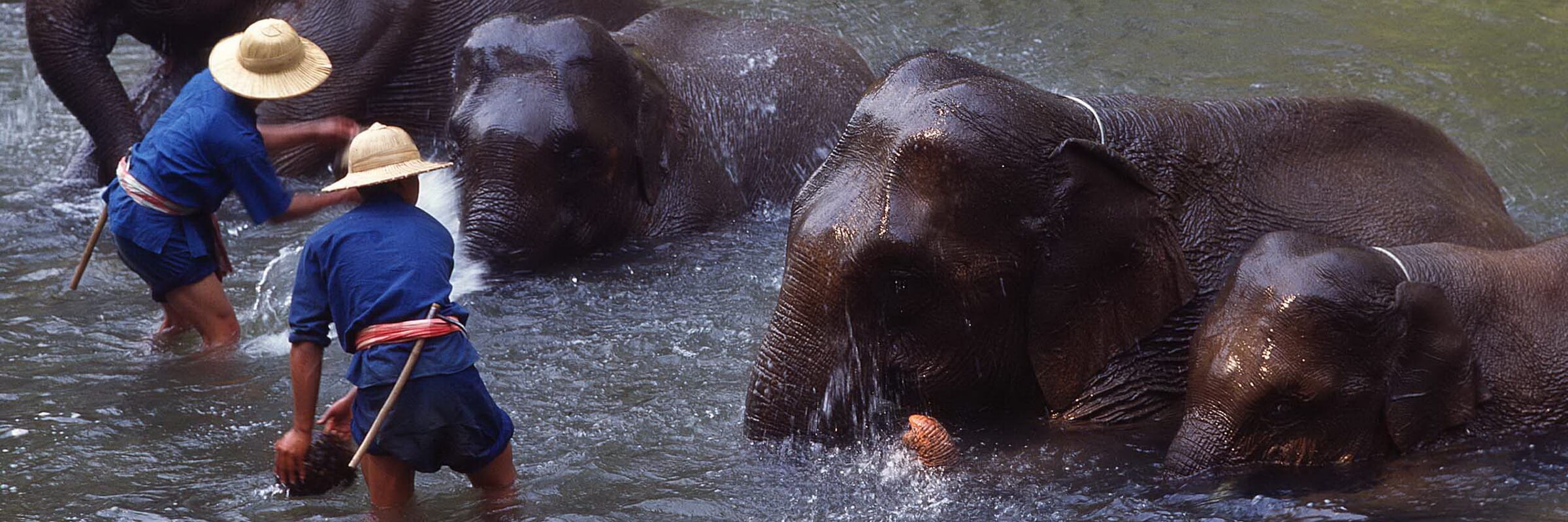Elefanten in einem Trainings-Center in Amphoe Mae Taeng werden in einem Fluss gebadet.