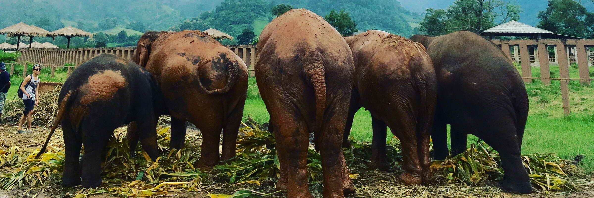 Nach einem ausgiebigen Schlammbad sehen die Elefanten im Elephant Nature Park eher braun als grau aus
