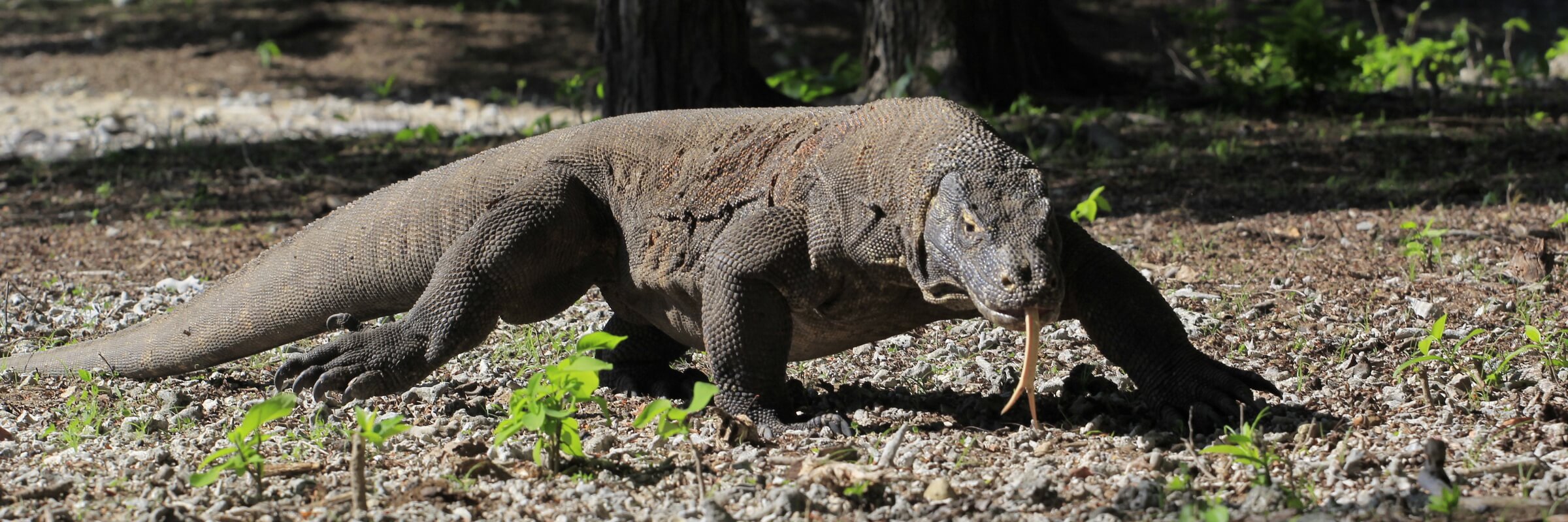 Komodo ist bekannt für seine Warane, eine Echse aus der Gattung der Warane.