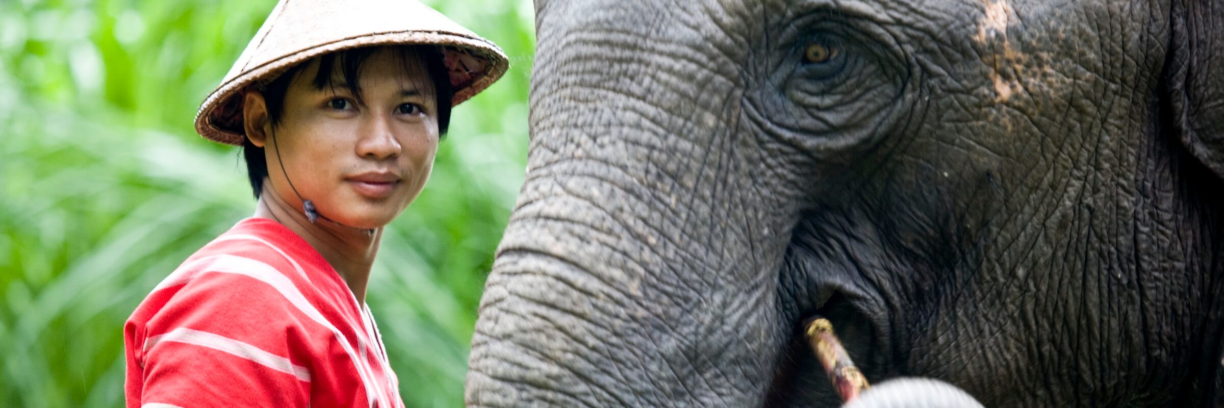 Das Elephant Hills hat sich der Haltung und dem Schutz der Elefanten verschrieben.