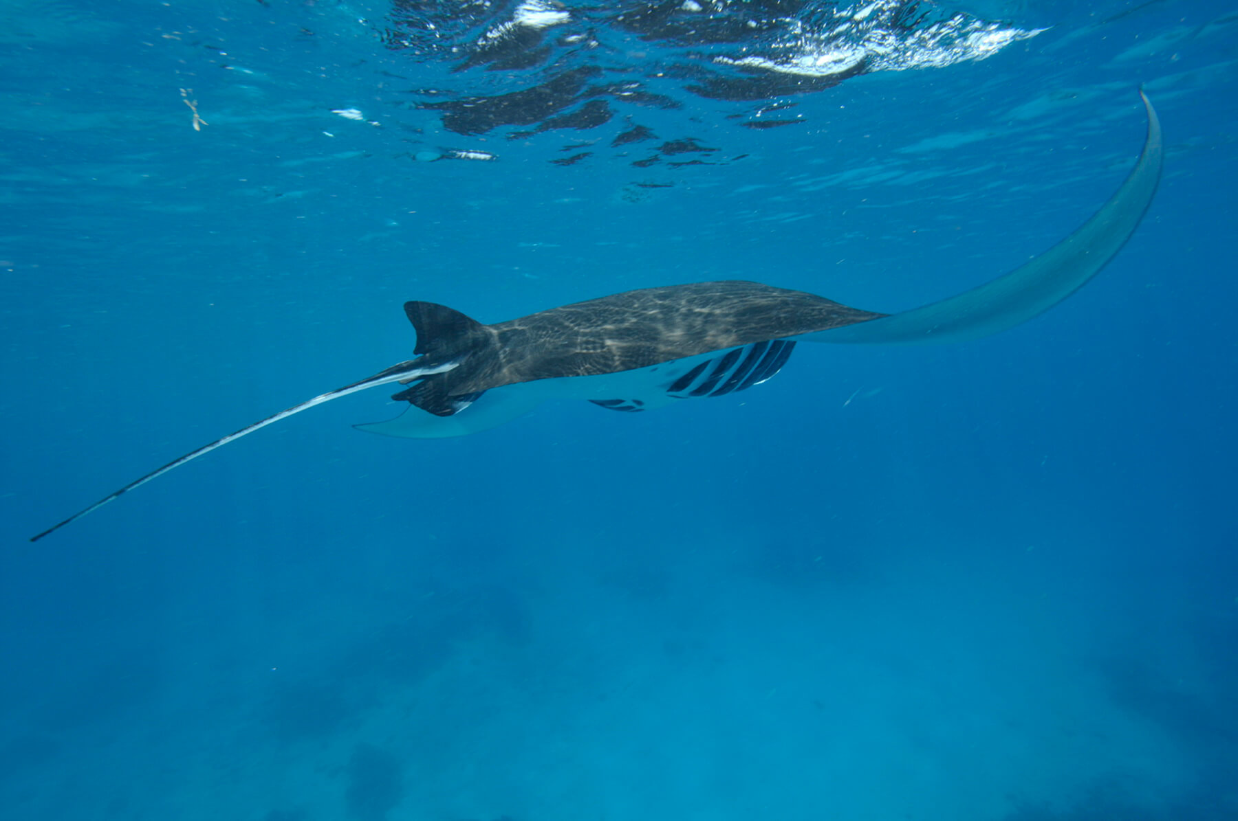 Die Wahrscheinlichkeit in den Gewässern rund um das Nunukan Island Resort auf Mantarochen zu treffen, ist am Manta Point vor der Insel Sangalaki besonders hoch.