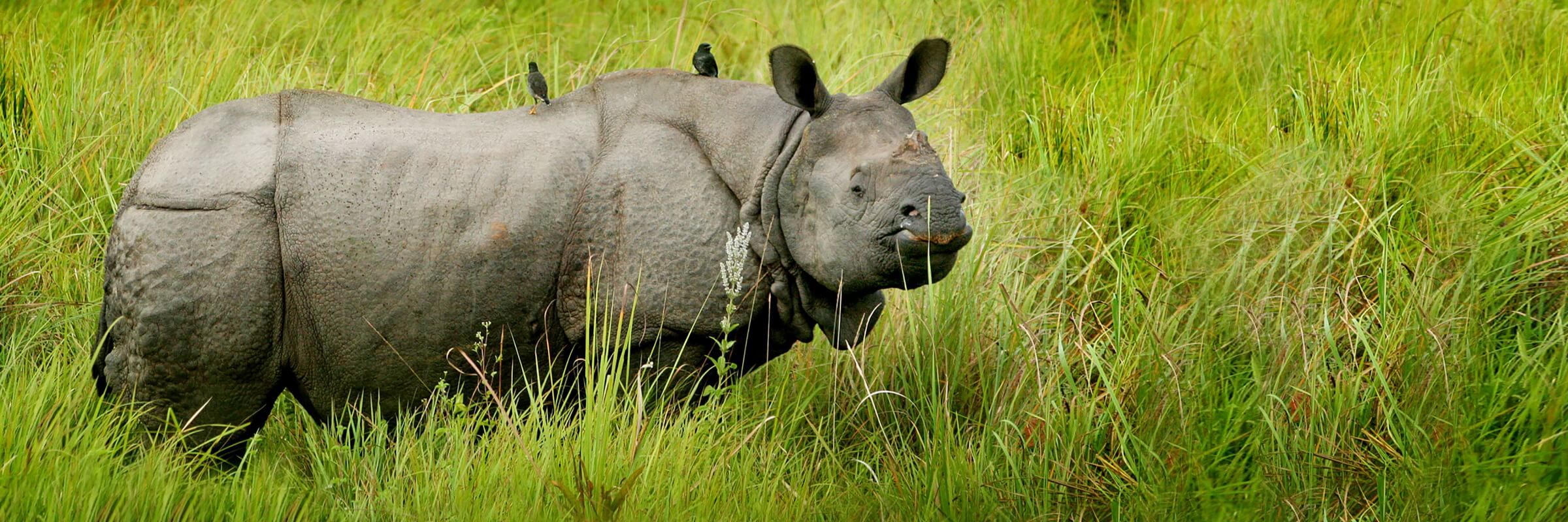 Panzernashörner sind auf dem Indischen Subkontinent beheimatet und heute nur noch im Nordosten Indiens und in Nepal zu finden.