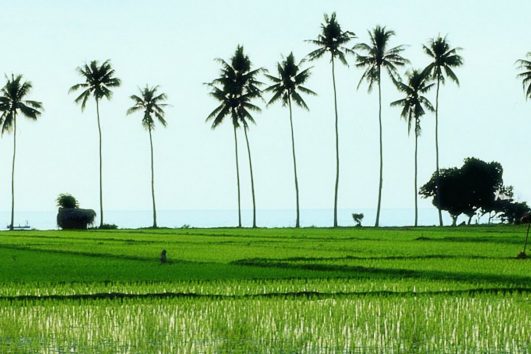 Die bewässerten Reisterassen prägen die Landschaft von Bali und sind fast überall, außer im trockeneren Westen der Insel zu finden.
