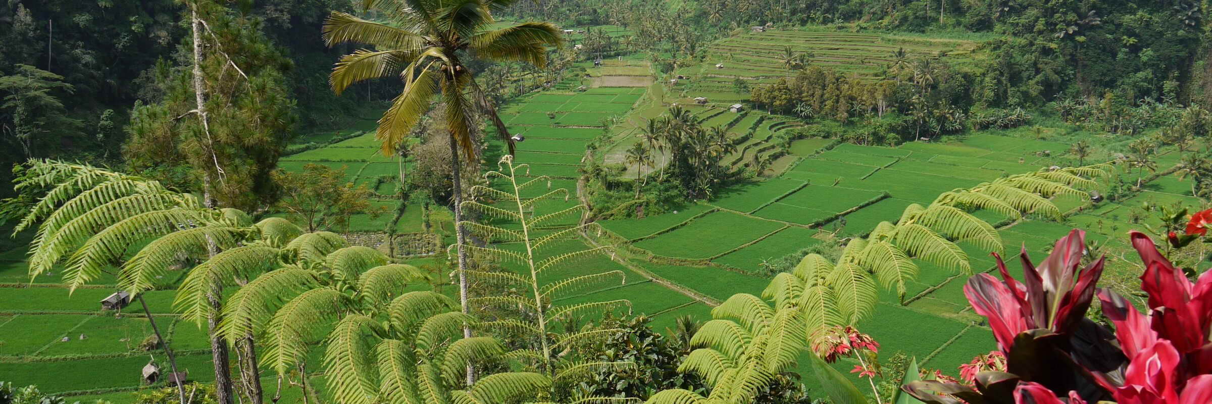 Die bewässerten Reisterrassen prägen die Landschaft von Bali und sind fast überall, außer im trockeneren Westen der Insel zu finden.