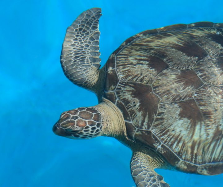 Der Similan Nationalpark verfügt über eine reichhaltige Tier- und Pflanzenwelt – Meeresschildkröten sind nur eine der vielen Gattungen, die man hier antreffen kann.