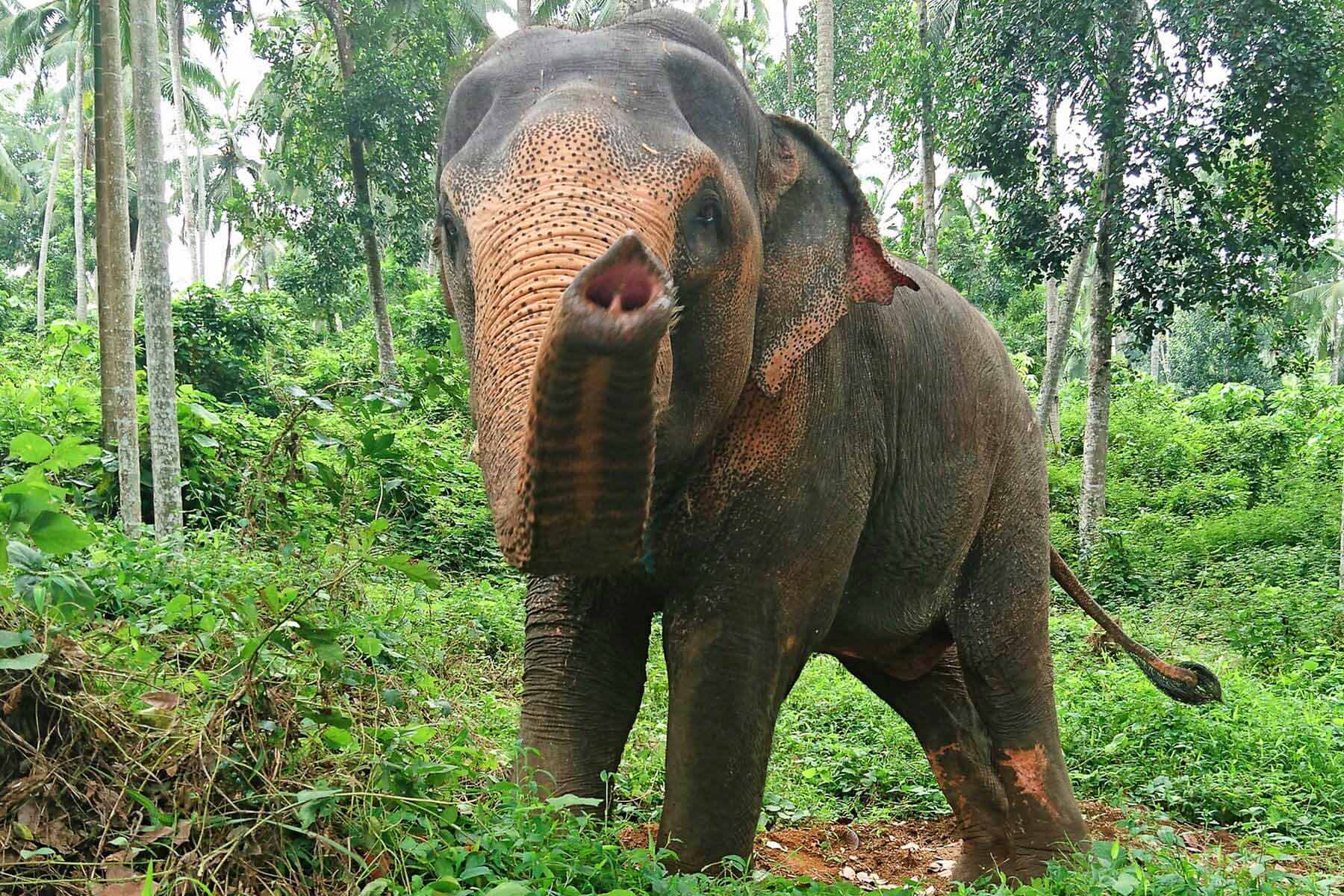 Elefant Nimale im Elephant Freedom Project