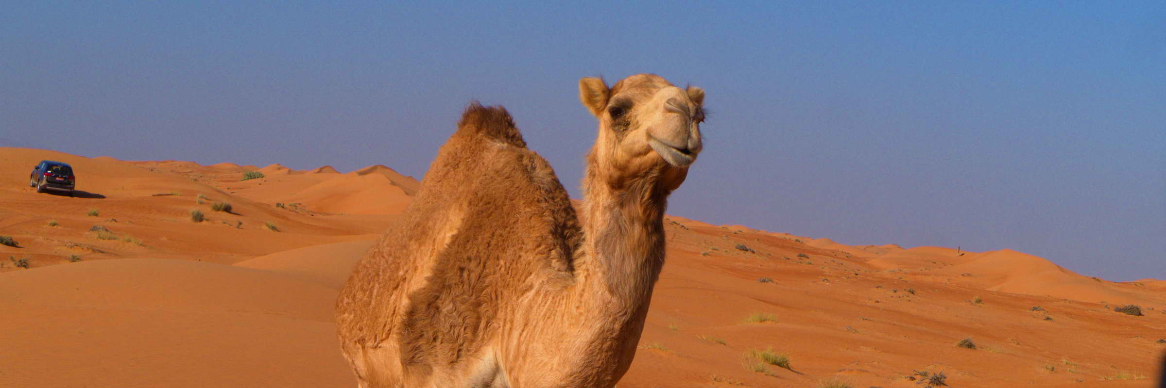 Kamele gehören zu einem Wüstenerlebnis einfach dazu. Im Oman gibt es zwar keine wilden Kamele, einige Besitzer lassen ihre Kamele jedoch frei in der Wüste laufen.