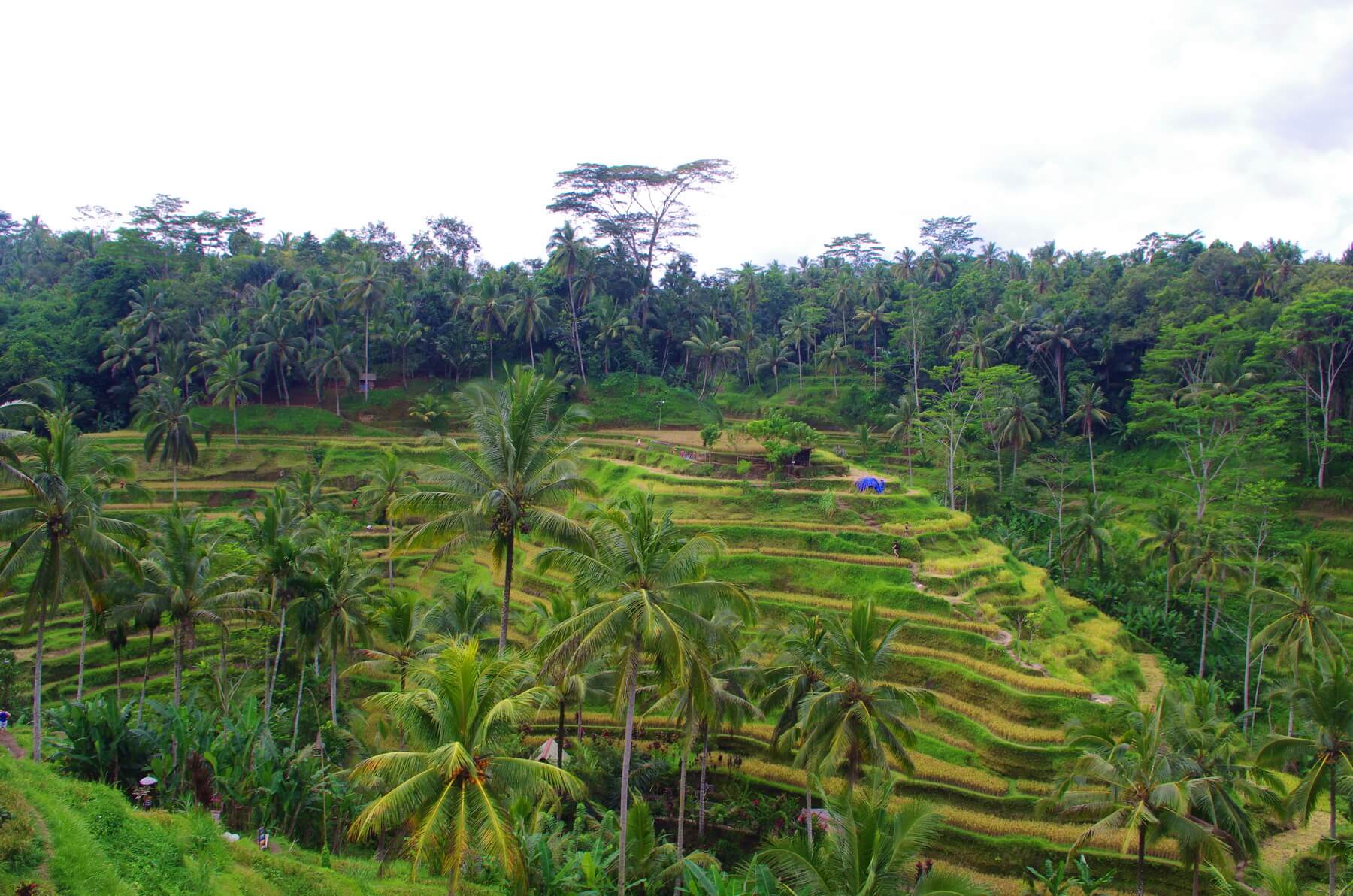 Bezauberndes Bali