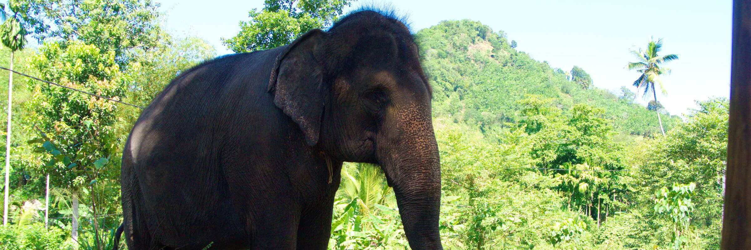 Elefanten Sri Lanka – Natur & Elephant Freedom Project