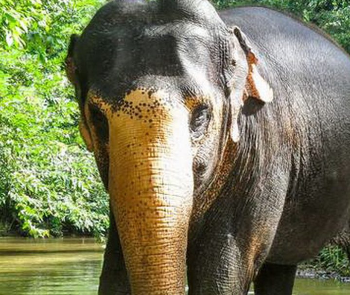 Bei einem Besuch des Elephant Freedom Project auf Sri Lanka können Besucher Elefanten aus nächster Nähe erleben, ohne dabei ihr Wesen zu stören.