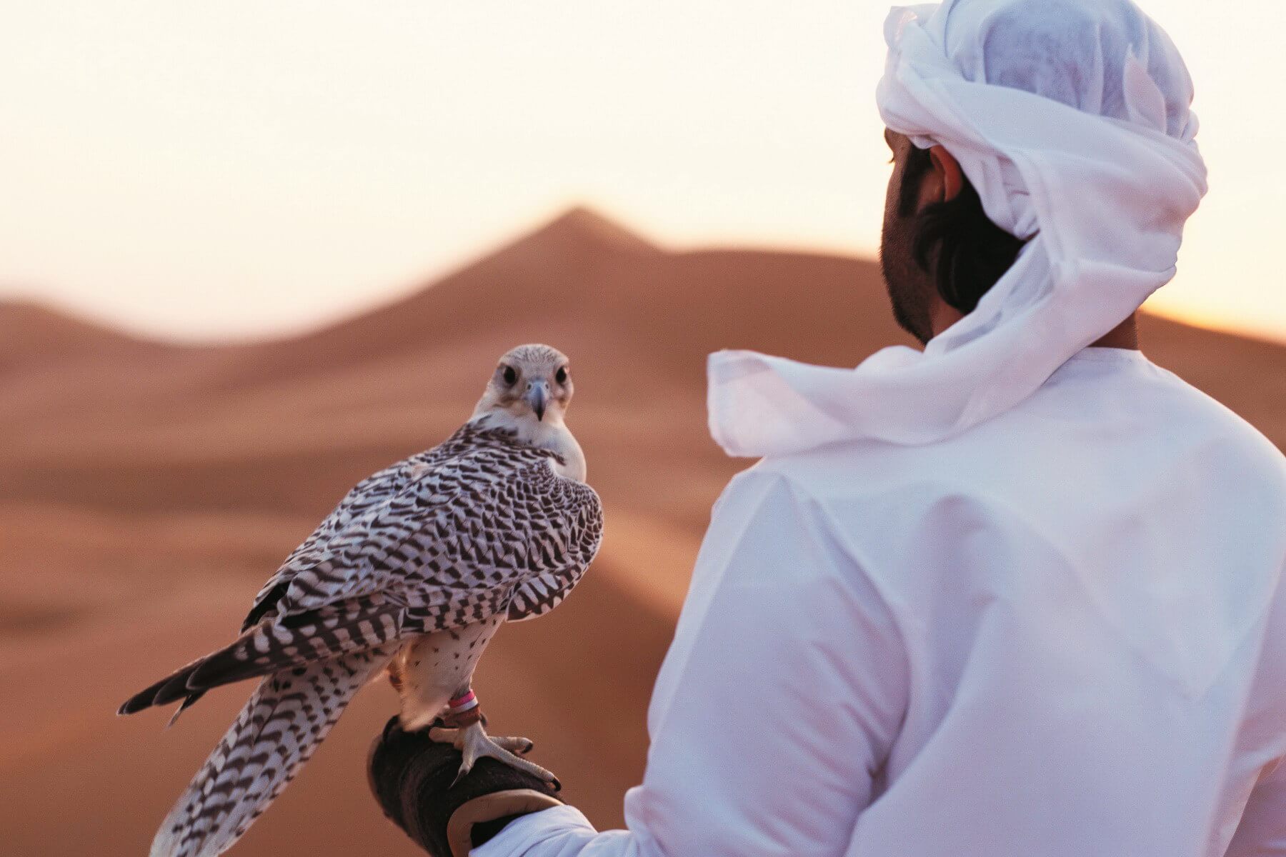 In den Emiraten gelten die Falken als die gefiederten Lieblinge der Scheichs und sind auch auf dem Wappen der Vereinigten Arabischen Emirate  zu finden.