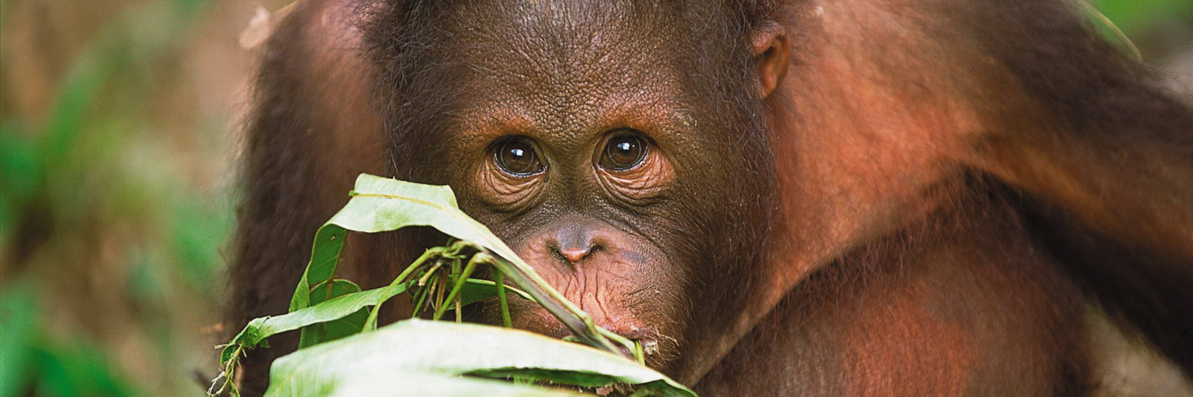 Im Sepilok Orang Utan Reservat kann man Orang Utans hautnah erleben.