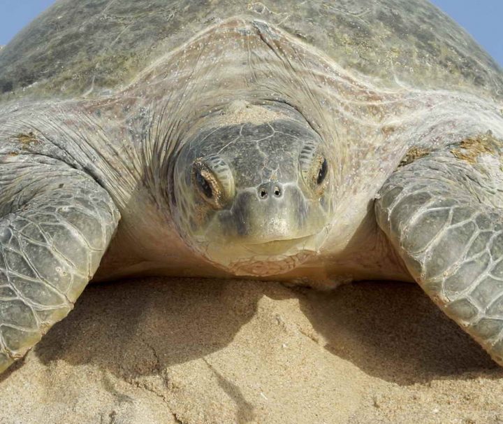 An einigen Stellen kann man ganz besonders gut Schildkröten beobachten