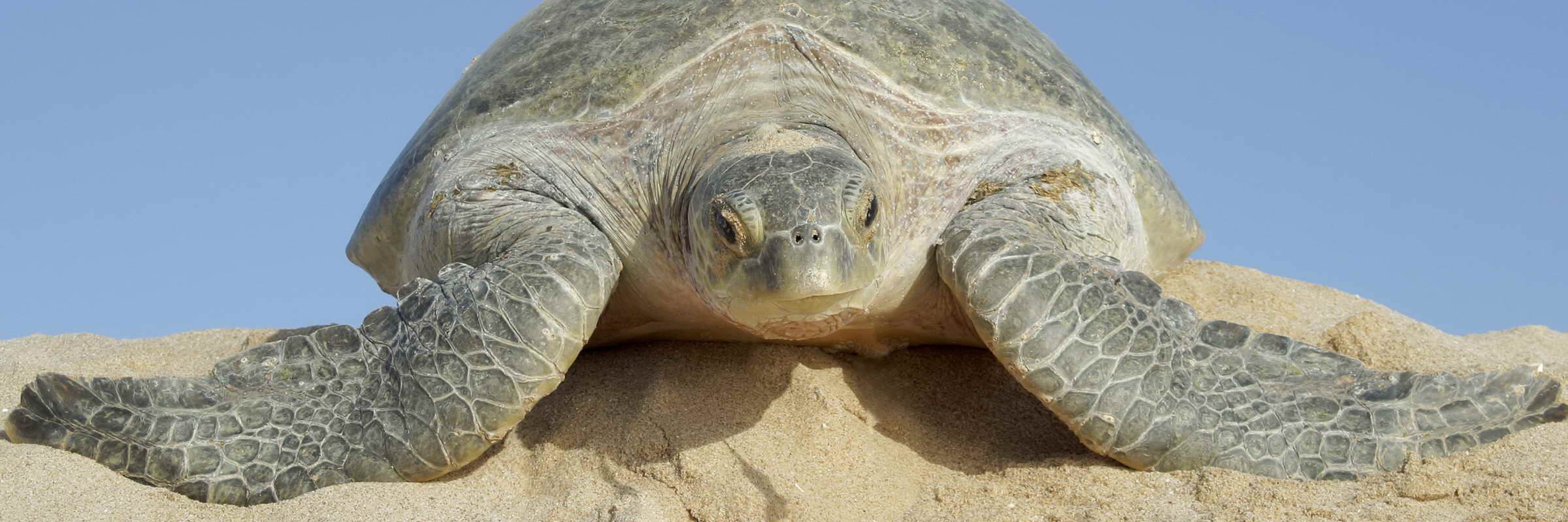 An einigen Stellen kann man ganz besonders gut Schildkröten beobachten