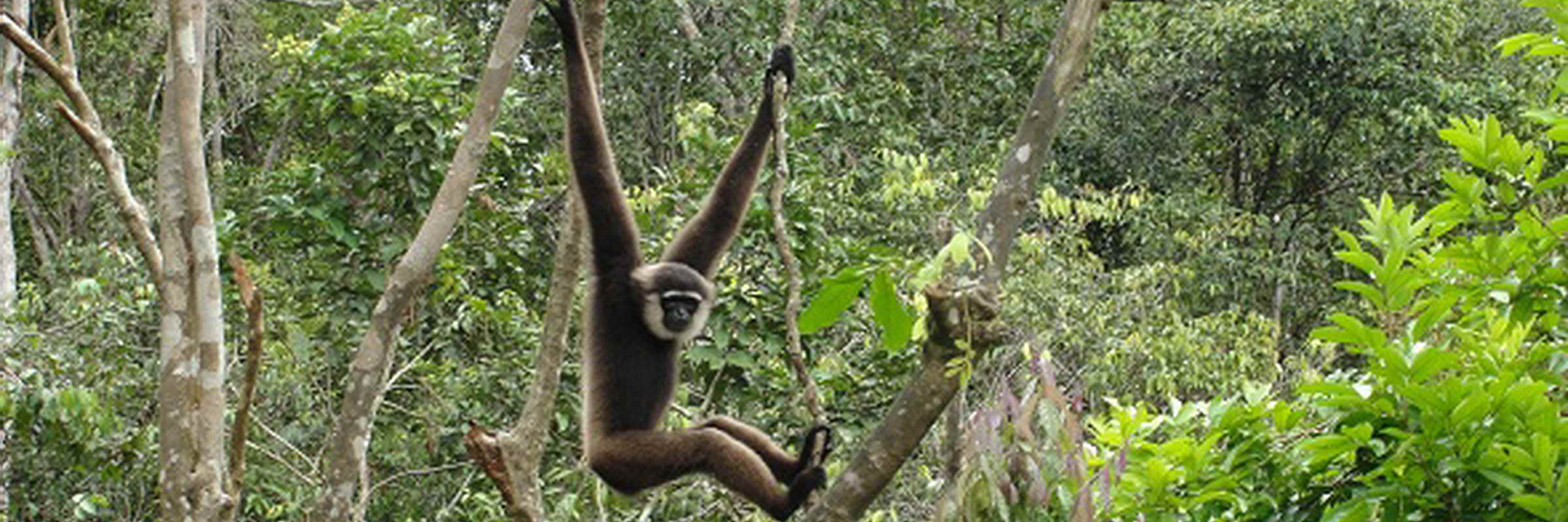 Tanjung Puting National Park in Kalimantan
