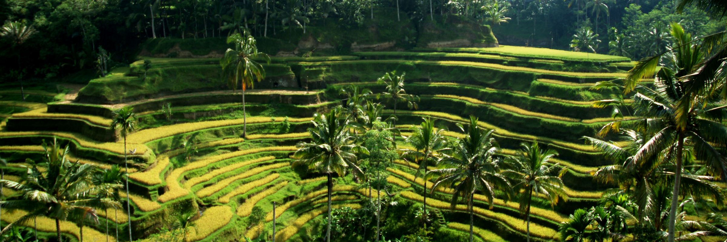 Reisterassen auf Bali