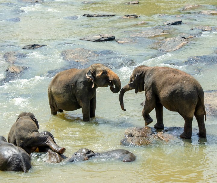 Der auch Ceylon-Elefant genannte Sri-Lanka-Elefant zählt zu einer der drei bekannten Unterarten des Asiatischen Elefanten.