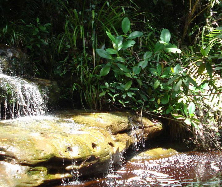 Der 1957 angelegte Bako Nationalpark ist nur ungefähr 37 km von Kuching entfernt und daher sowohl bei Einheimischen als auch bei Touristen ein beliebtes Ausflugsziel.