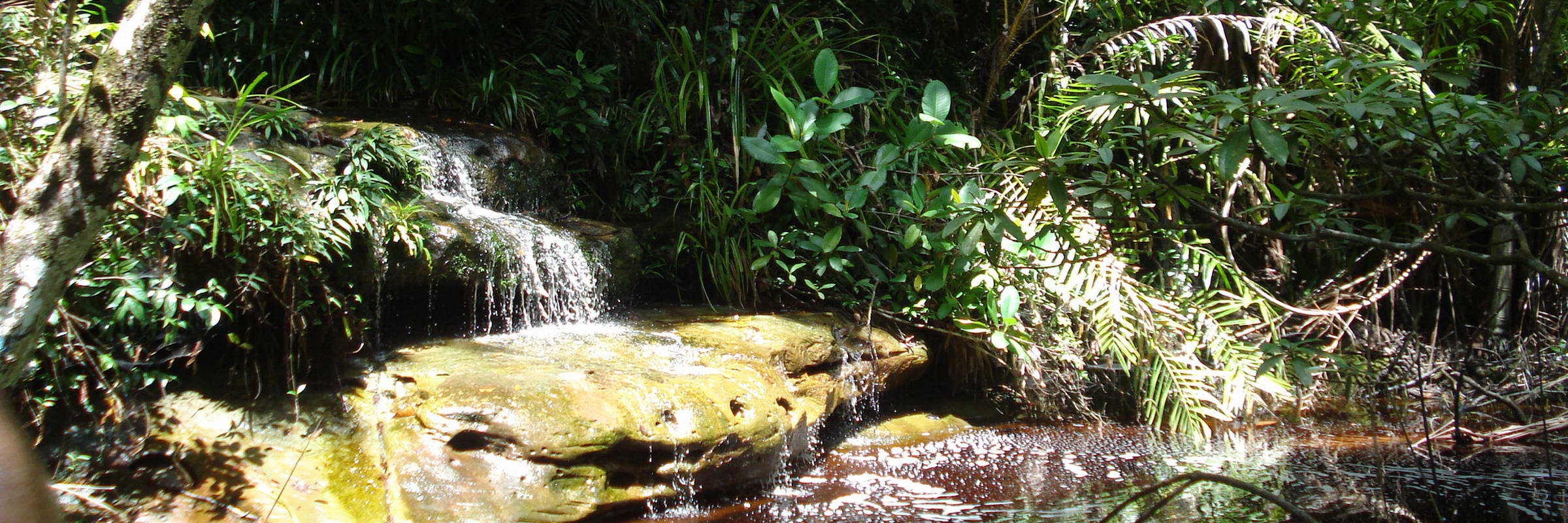 Der 1957 angelegte Bako Nationalpark ist nur ungefähr 37 km von Kuching entfernt und daher sowohl bei Einheimischen als auch bei Touristen ein beliebtes Ausflugsziel.