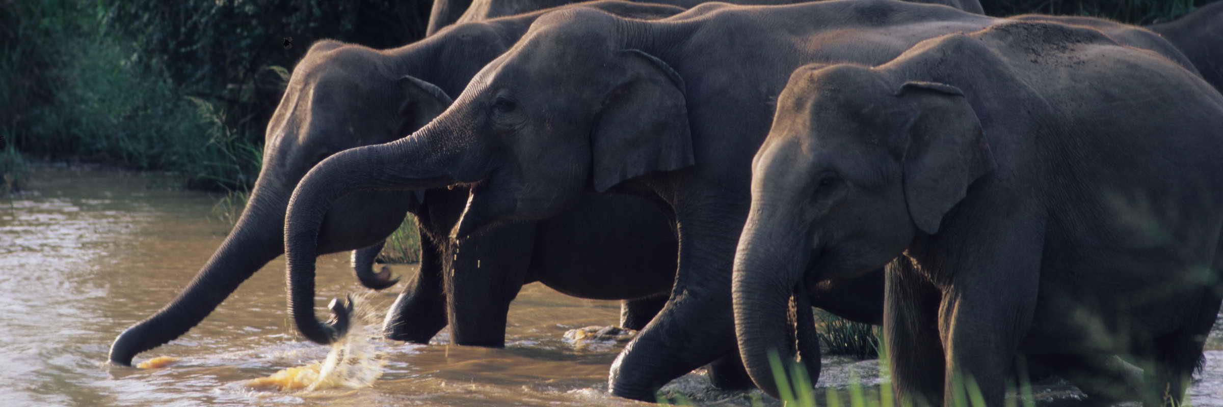 Nationalpark auf Sri Lanka mit heimischer Pflanzen- und Tierwelt