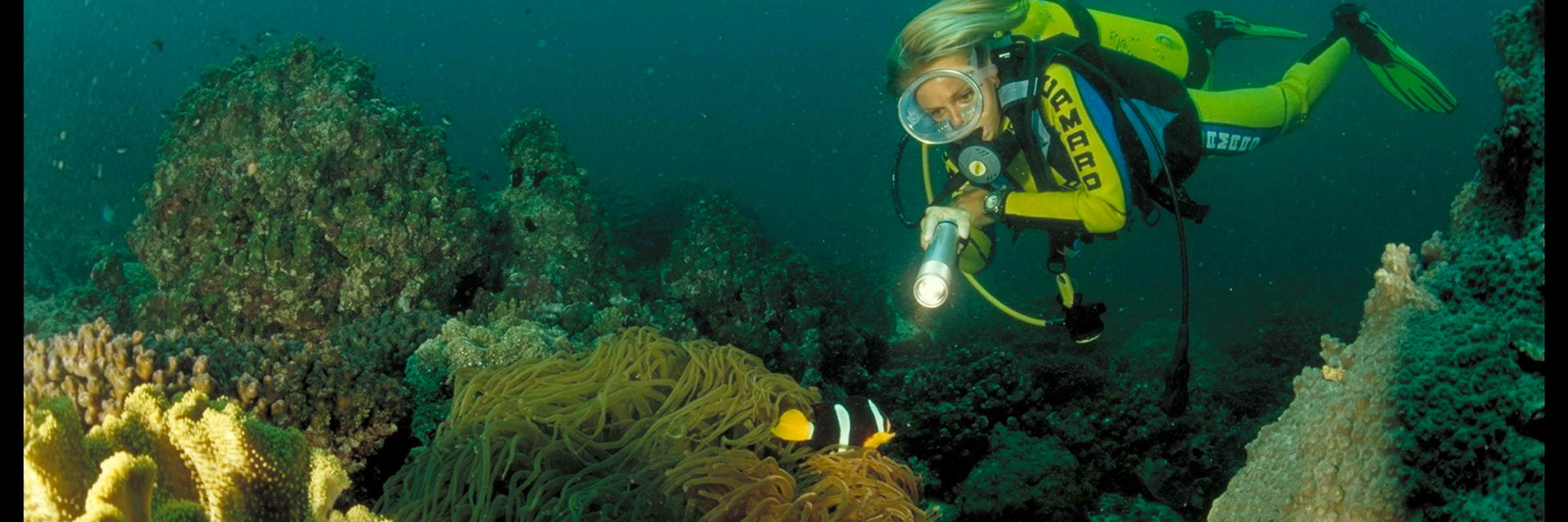Die omanische Unterwasserwelt ist reich an verschiedenen Arten von Bewohnern