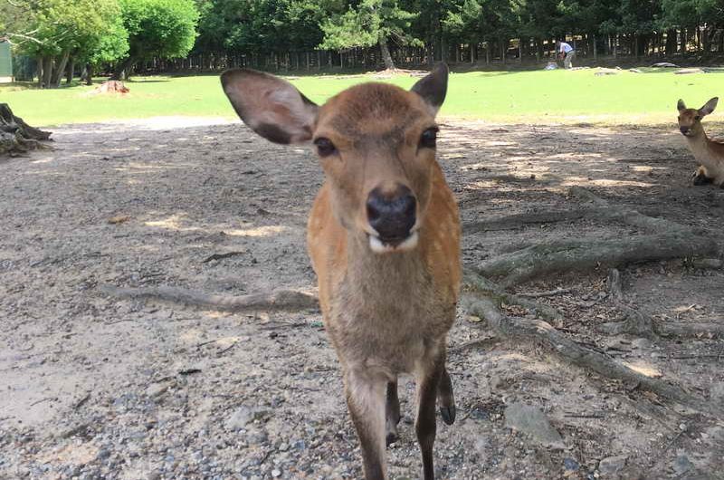 Zuckersüß und gar nicht scheu, die heiligen Rehe in Nara. Einer unserer Japan Reisetipps