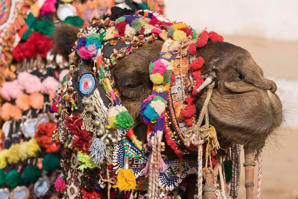 Geschmücktes Kamel für das hinduistische Vollmondfest Pushkar Mela in Pushkar mit weltgrößtem Kamel- und Viehmarkt.