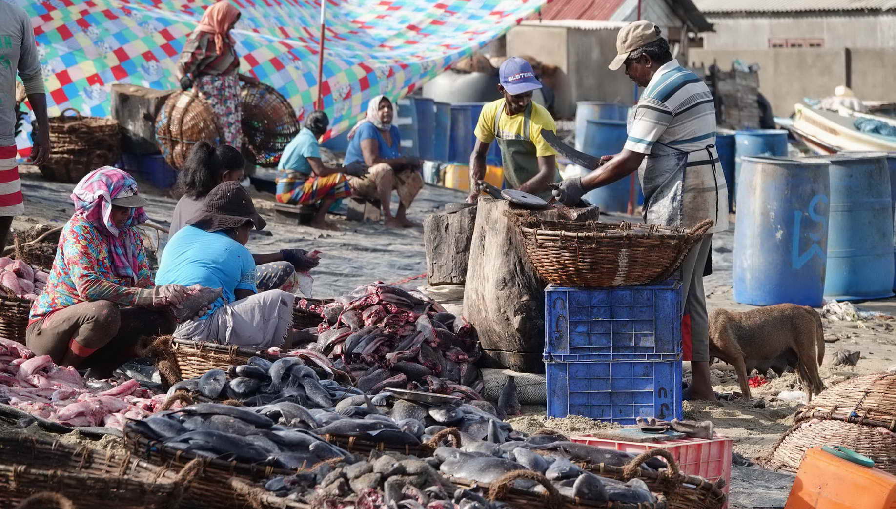 Kein klassisches Sightseeing, sondern echtes Leben: auf dem Fischmarkt in Negombo