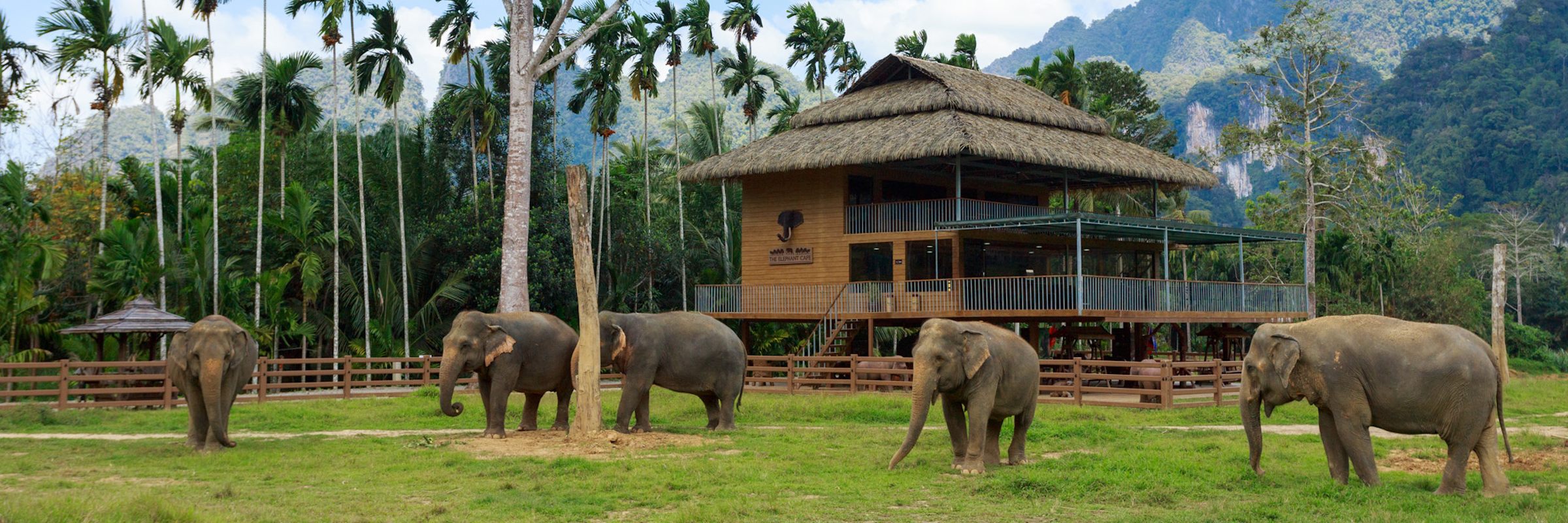 Elefanten nahe dem Hauptgebäude des Elephant Hills Camp Thailand Erlebnis: Im Hauptlager des Elephant Hills Camp befindet sich das Restaurant, in dem auch das Abendprogramm präsentiert wird. Hier haben Sie Zugang zu einem kleinen Souvenirshop und kostenlosem WLAN.
