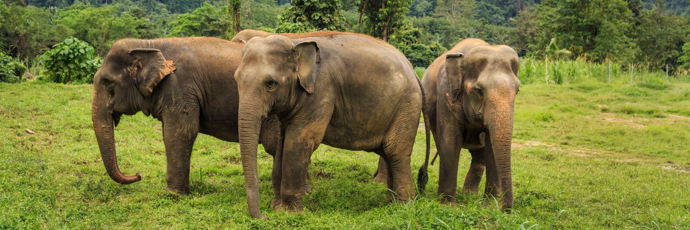 Thailand Erlebnis: Das Elephant Hills Camp ist Ideal für Gäste, die die Natur im Dschungel abseits des Massentourismus erleben und hautnah mit Elefanten arbeiten möchten.
