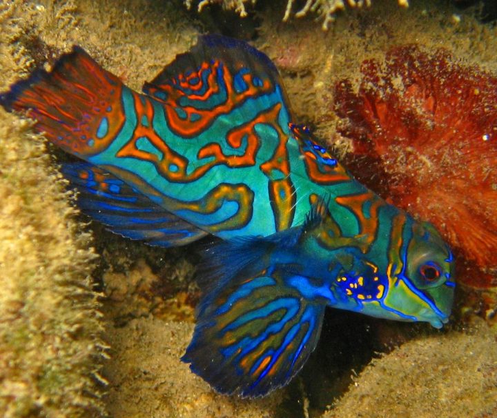 Der farbenprächtige Mandarinfisch ist hauptsächlich in geschützten Lagunen und Küstenriffen vorzufinden.