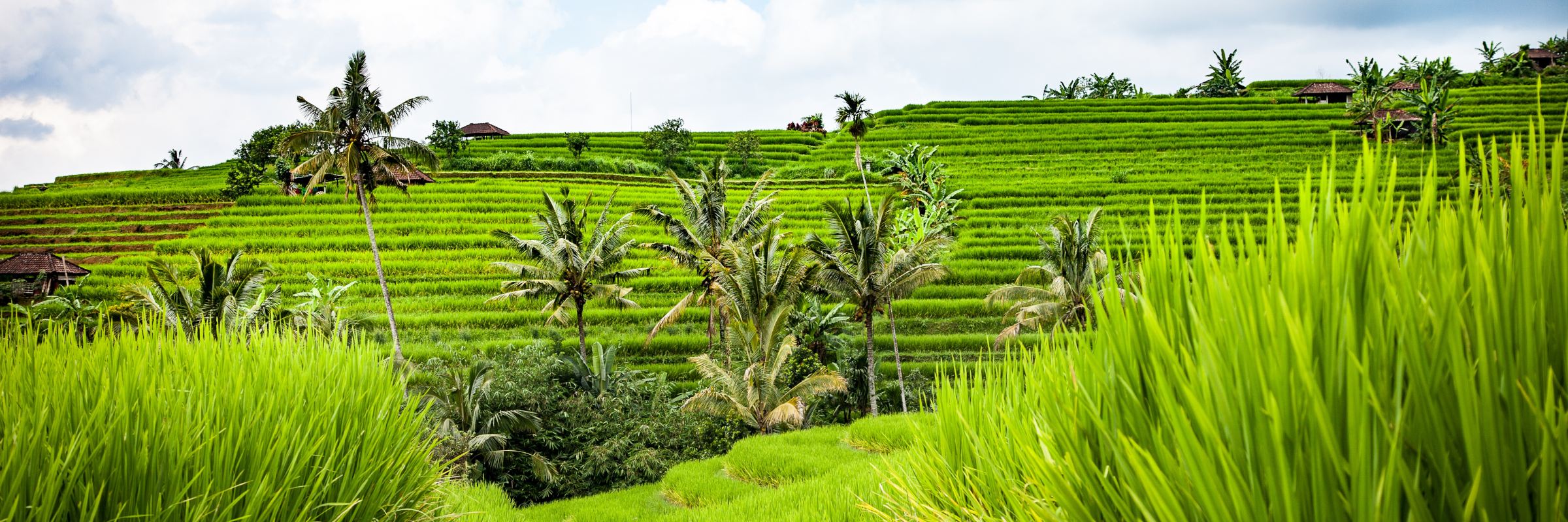 Die bewässerten Reisterrassen prägen die Landschaft von Bali und sind, außer im trockeneren Westen, fast überall auf der Insel zu finden.
