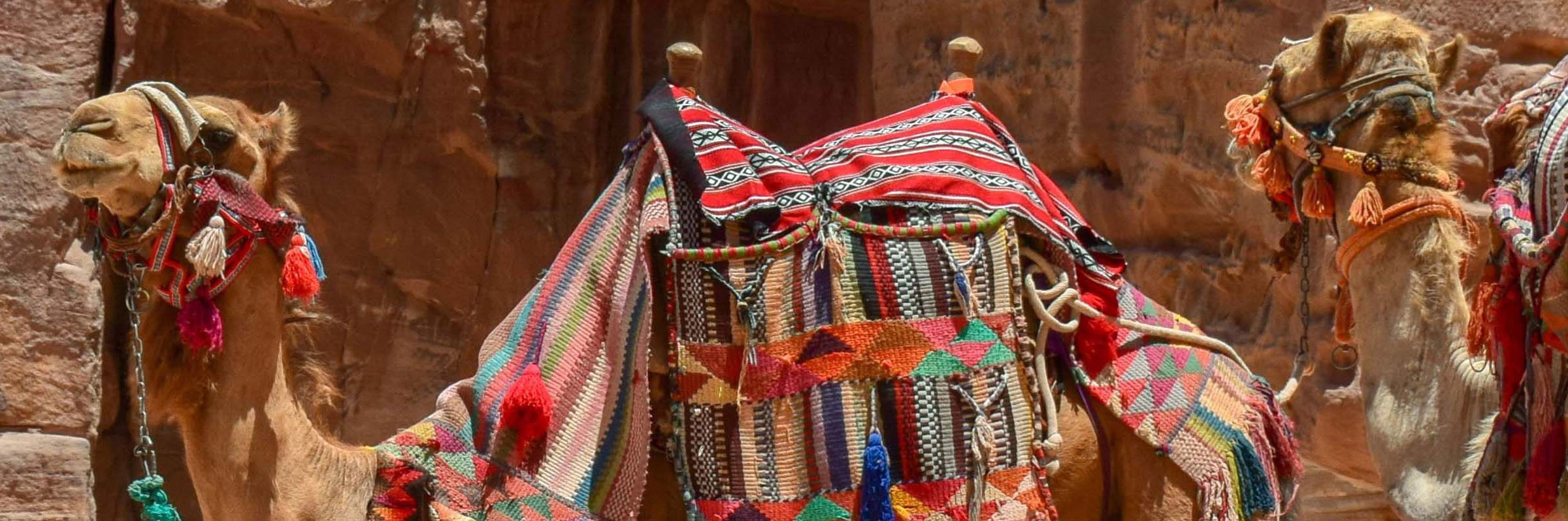 Prächtig geschmückte Kamel auf einer Jordanien Reise