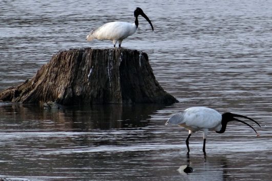 Indien Nationalparks