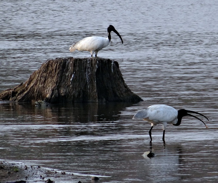 Indien Nationalparks