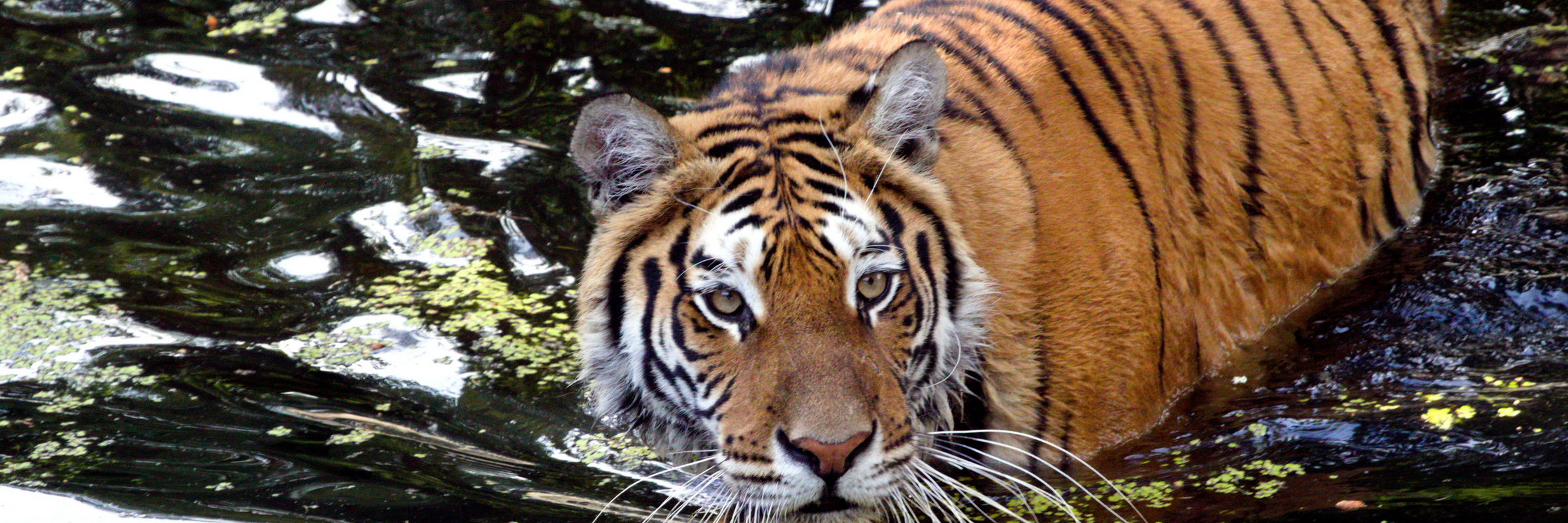 Tigersafari