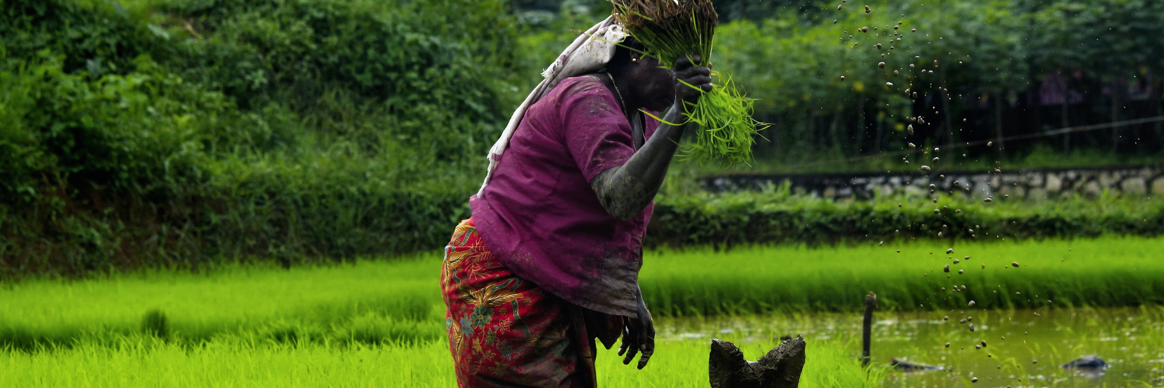 Kerala Highlights