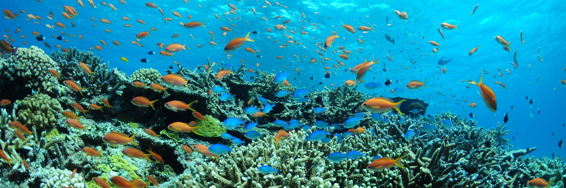 Eine der größten Attraktionen Okinawas ist das Meer mit seiner unversehrten und schillernden Unterwasserwelt.