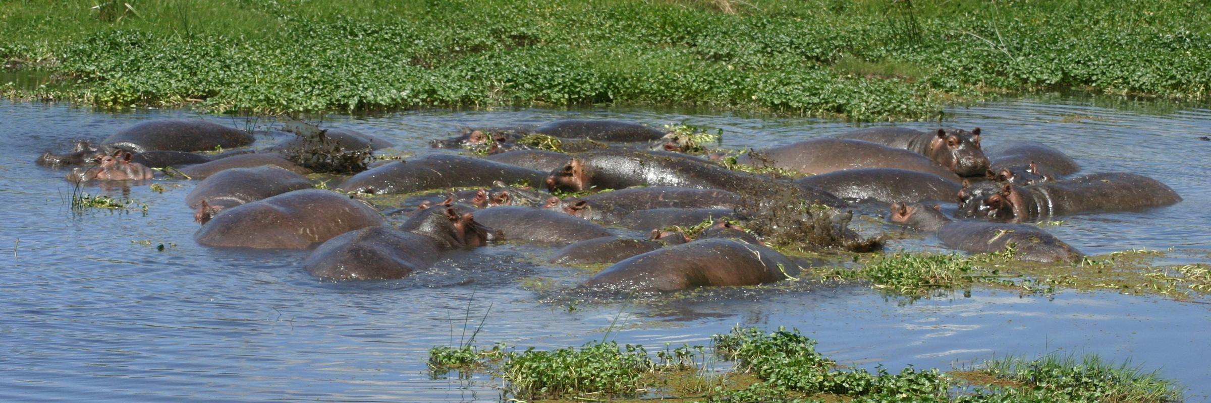 Flusspferde bewohnen überwiegend offene Graslandschaften und Waldgebiete, die mit Gewässern in Form von Strömen, Flüssen oder Seen verbunden sind.