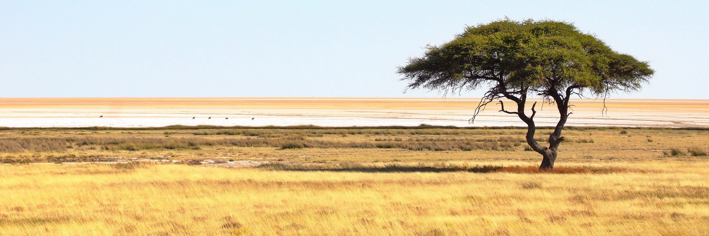 Die Landschaft Namibias ist geprägt von weitläufigen Steppengebieten.