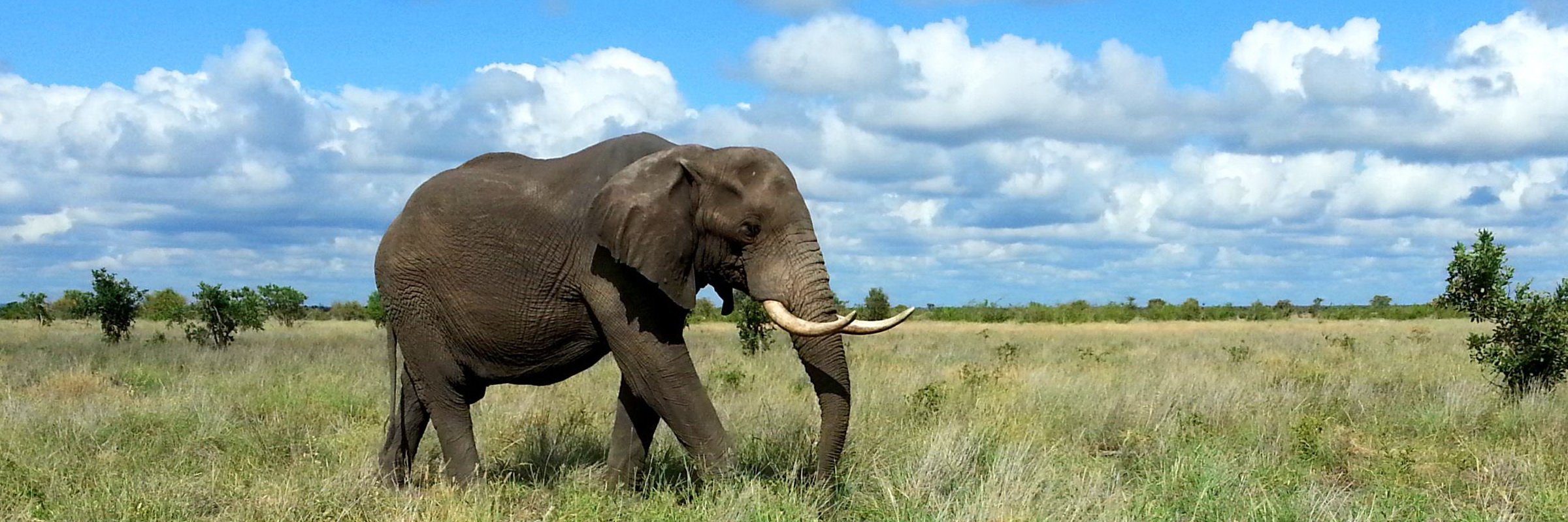 Afrikanische Elefanten sind in den weitgehend offenen Landschaften Afrikas, südlich der Sahara beheimatet.