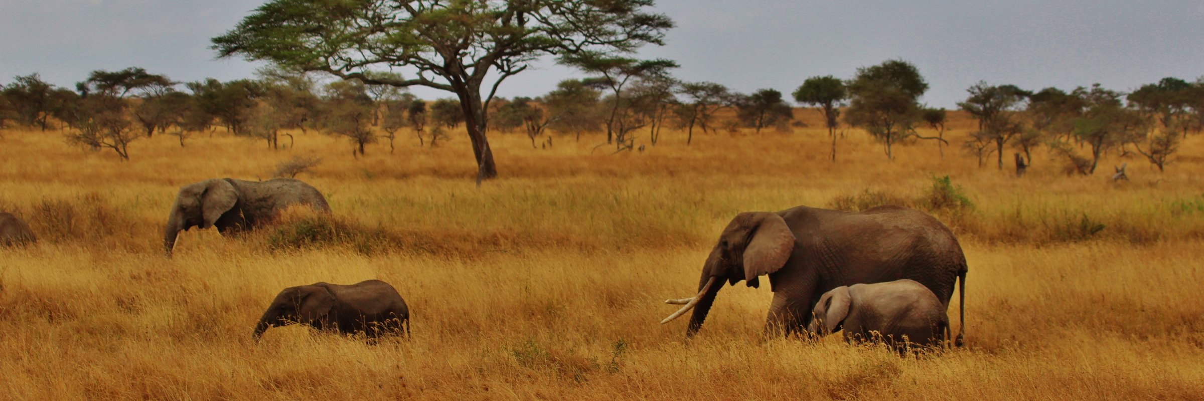 Zahlreiche Herden von Elefanten sind in der afrikanischen Serengeti beheimatet.