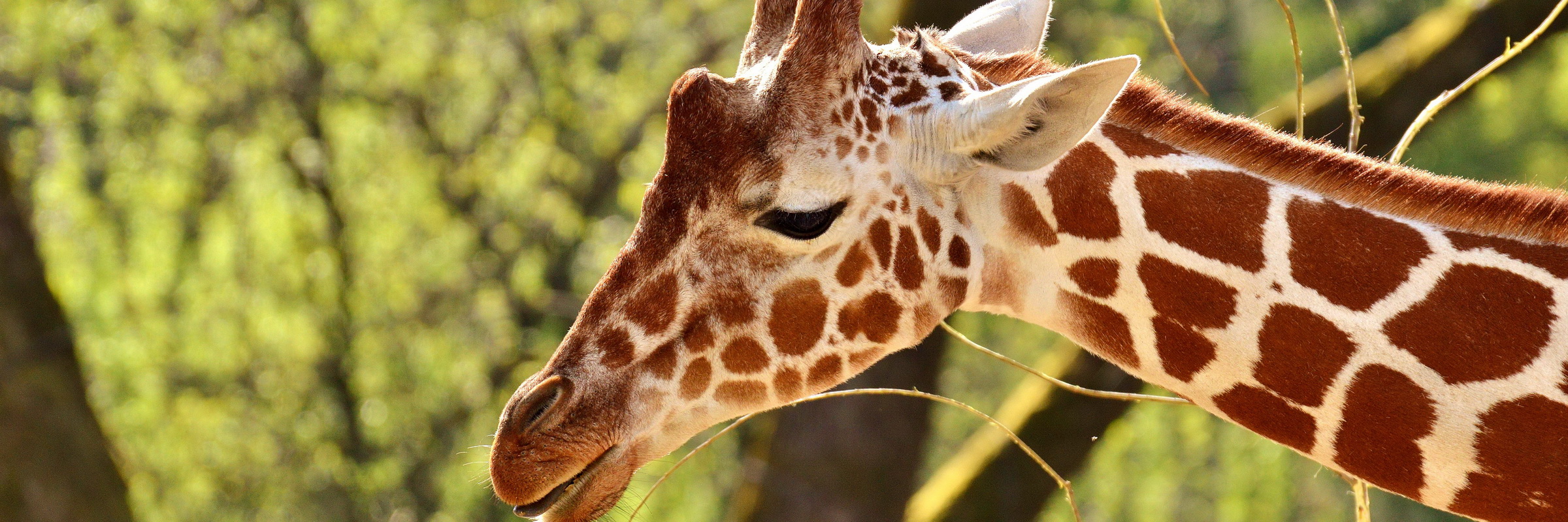 Giraffe im Busch