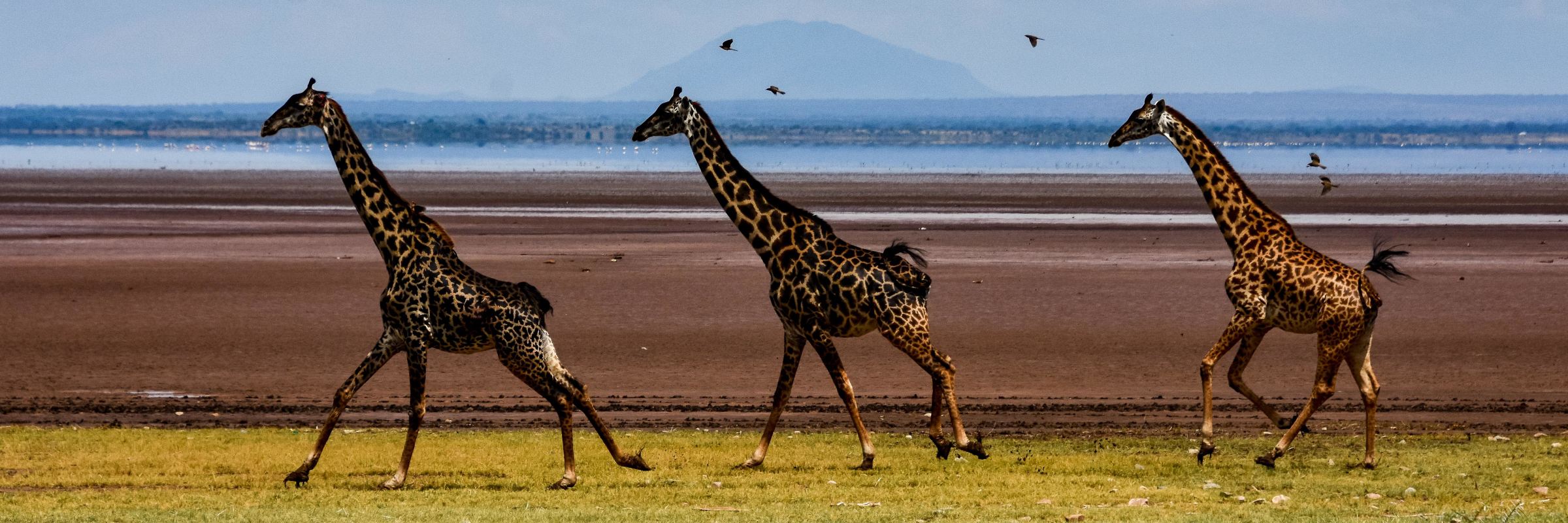 Maasai Giraffen zählen zu der einzigen Art der 9 Unterarten von Giraffen, die Tansania beheimatet ist.