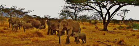 Der Tarangire Nationalpark in Tansania ist bekannt für seine große Elefantenpopulation.